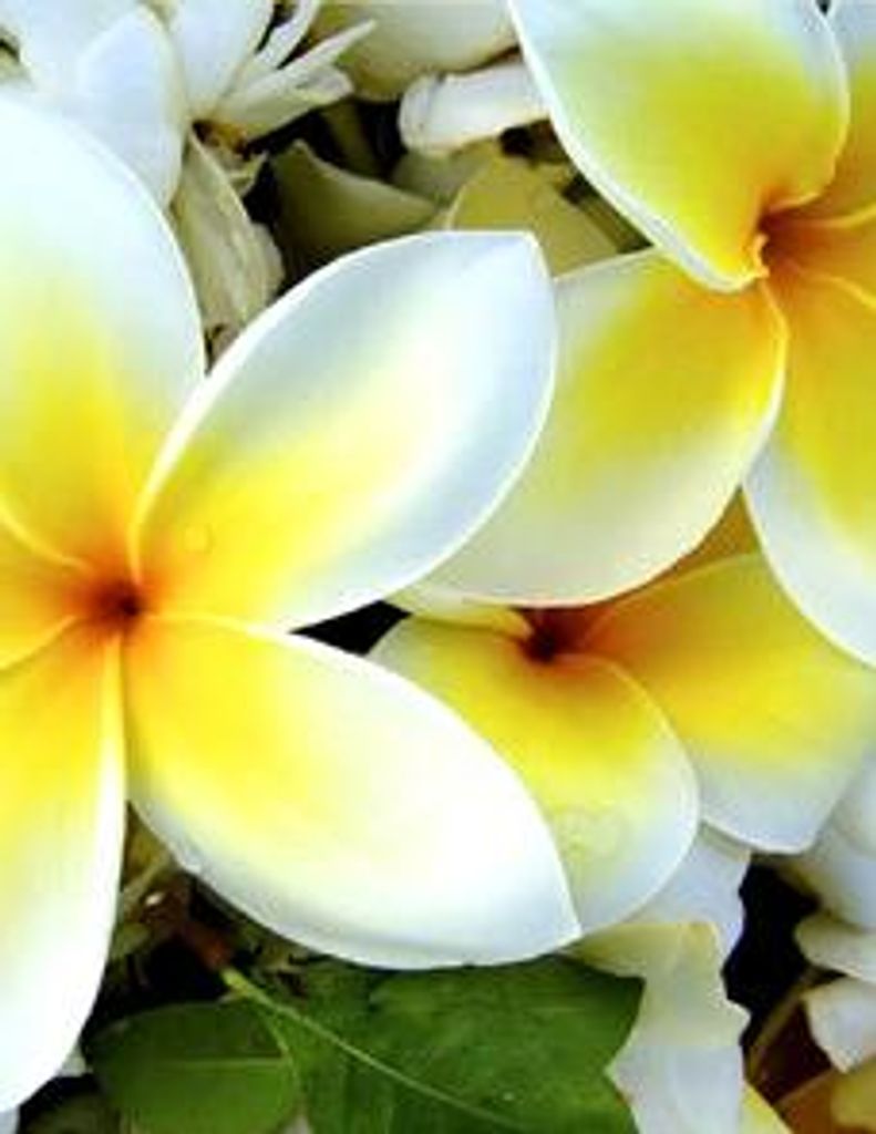 Cecilia Lopez Ornelas Profile Photo