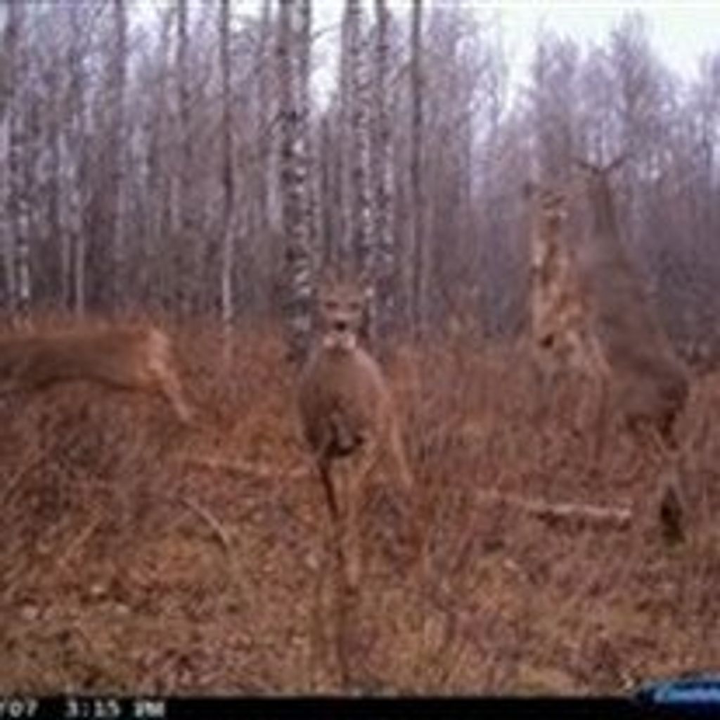 Douglas  George Nelson