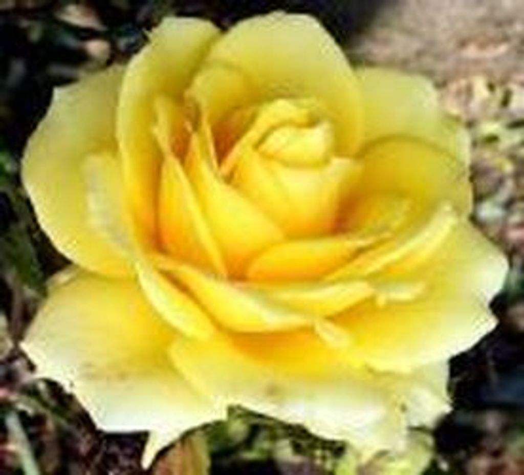 Linda Jean Clodfelter