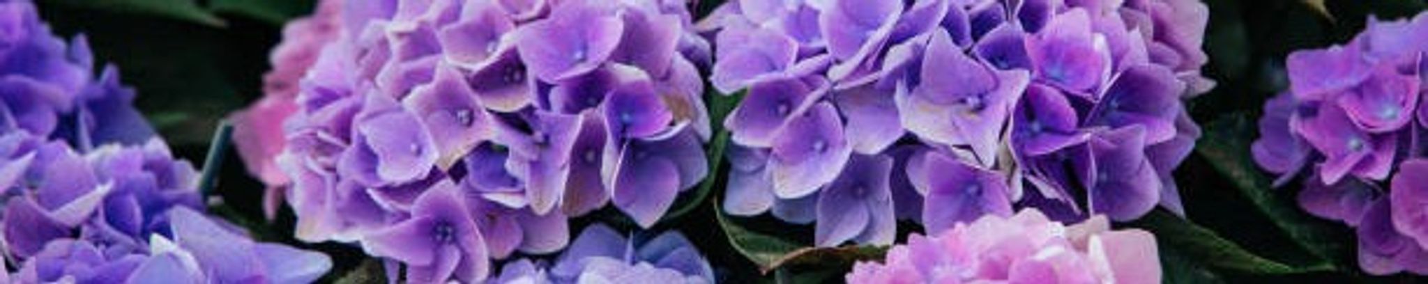 Cover for Rachel Gay Finch's Obituary