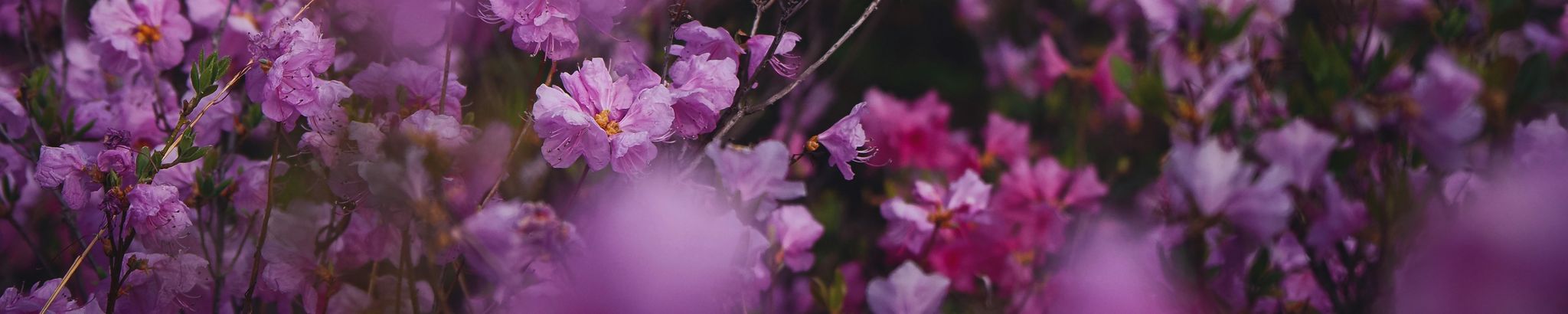 Cover for Irma Montano Flores's Obituary