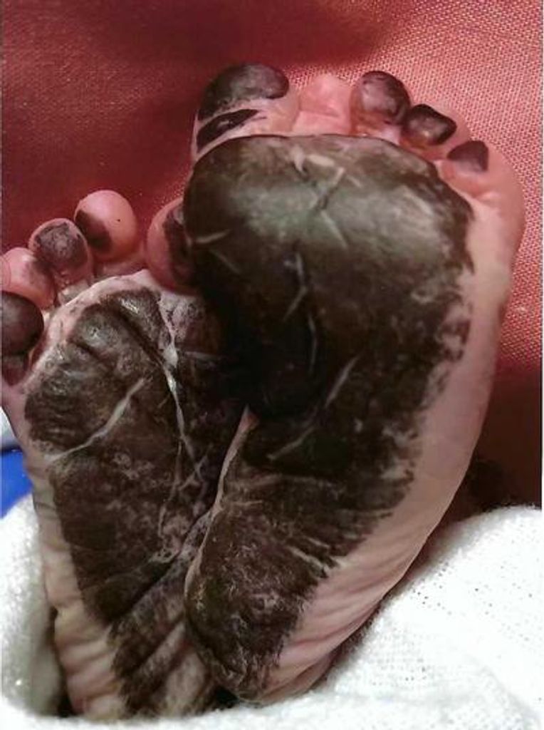 Dorothy Clare Siebert