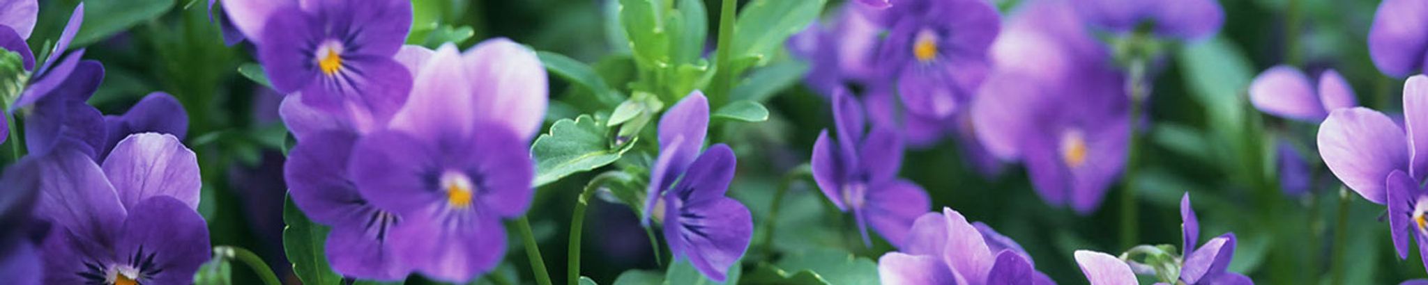 Cover photo for Arnita "Arnee" Violet Somerville's Obituary