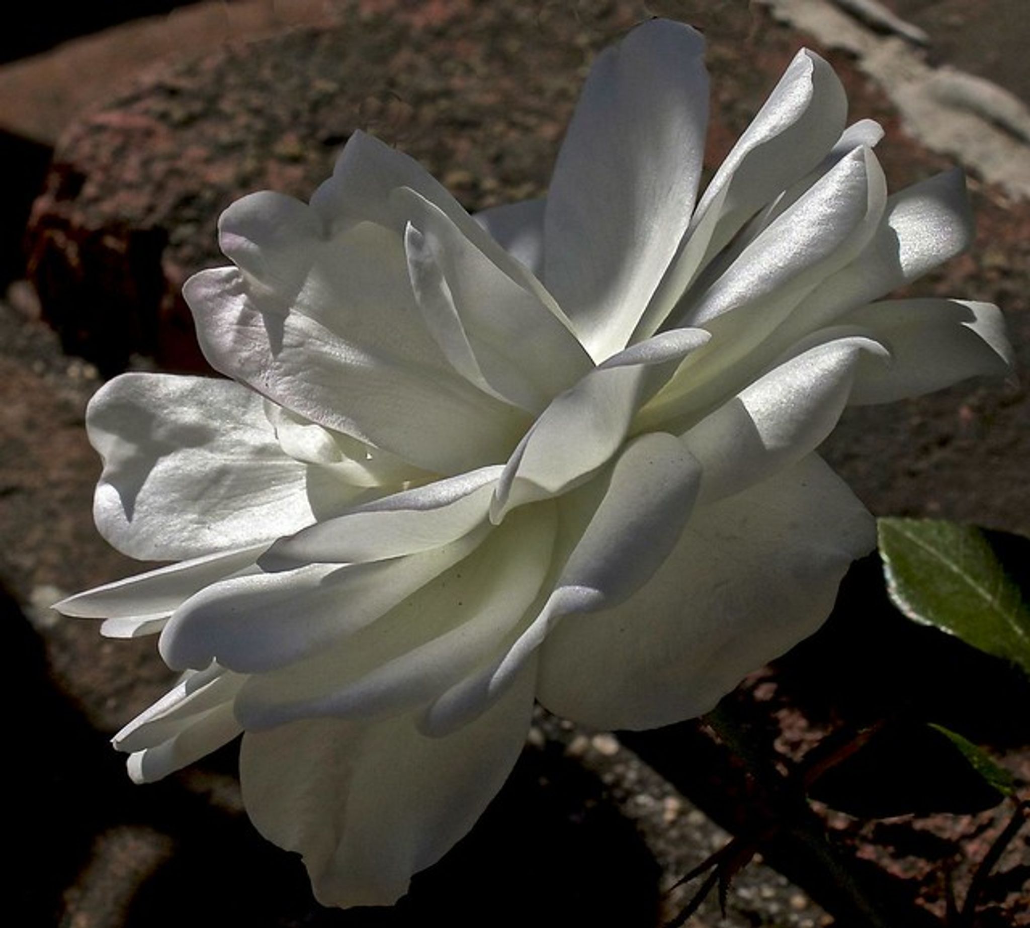 Cover photo for Anne Marie Sette's Obituary