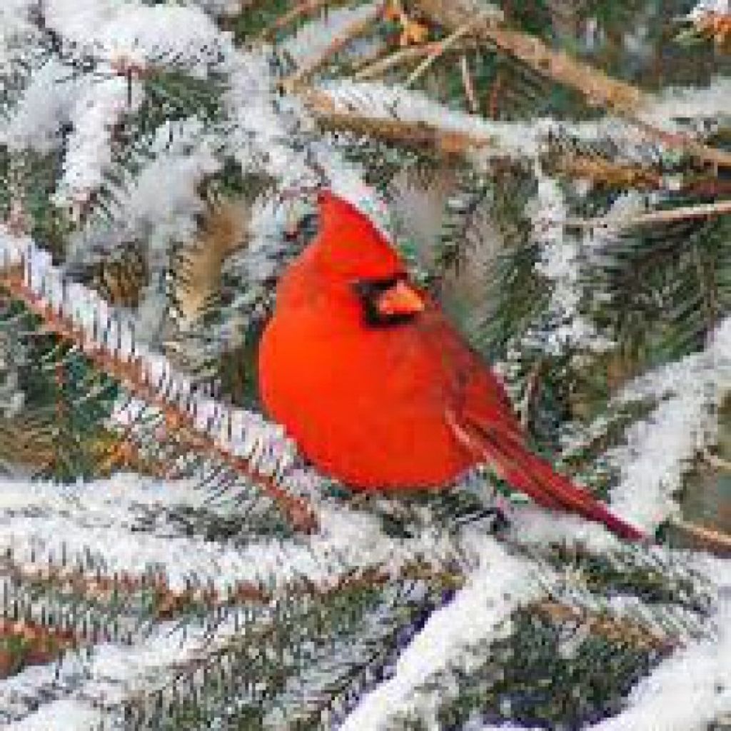 Gordon Charles Kopf, Jr. Profile Photo