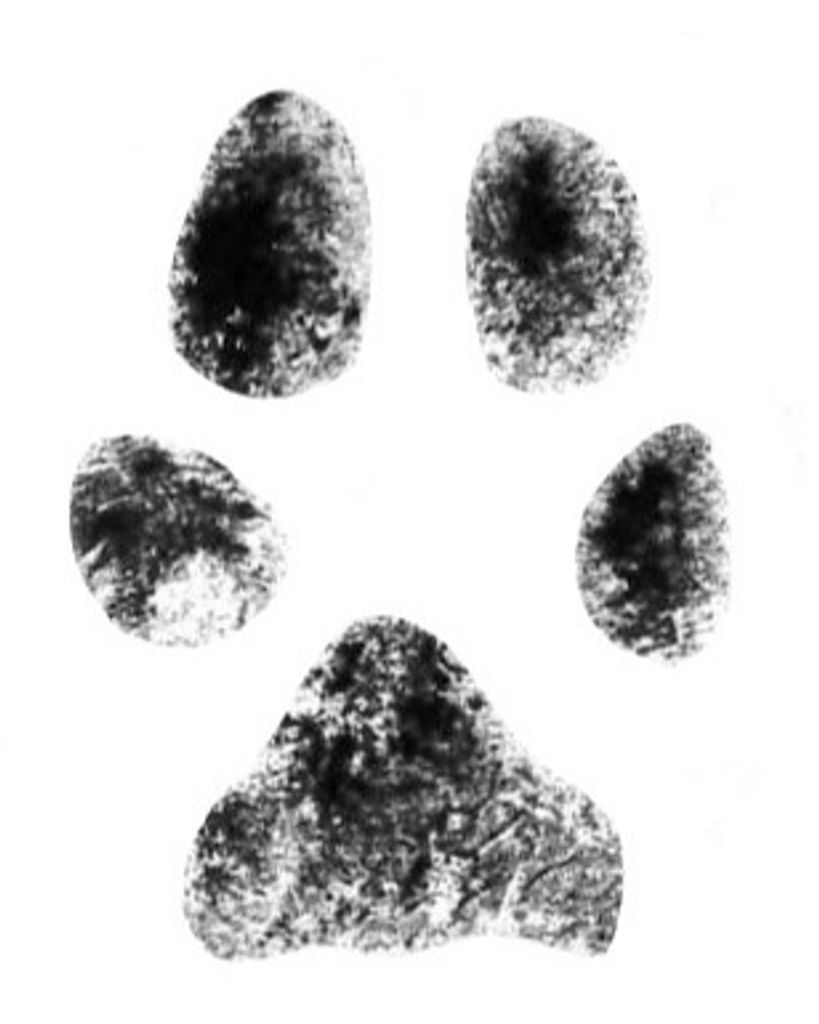 Cocoa Wright Profile Photo