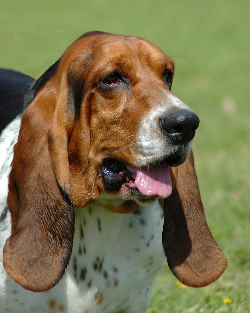 Cheryl Lynn Simmons Profile Photo