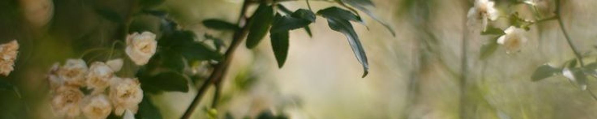 Cover photo for Linda LeCroy Fix's Obituary
