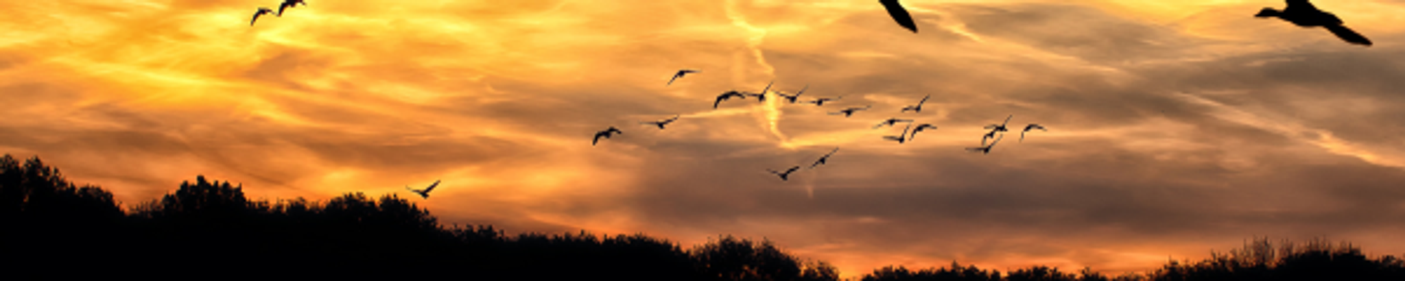 Cover photo for Dawn Liles's Obituary