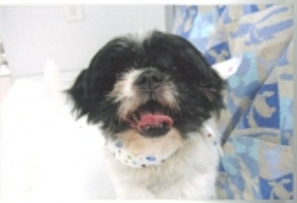 Snoopy Morrall Profile Photo