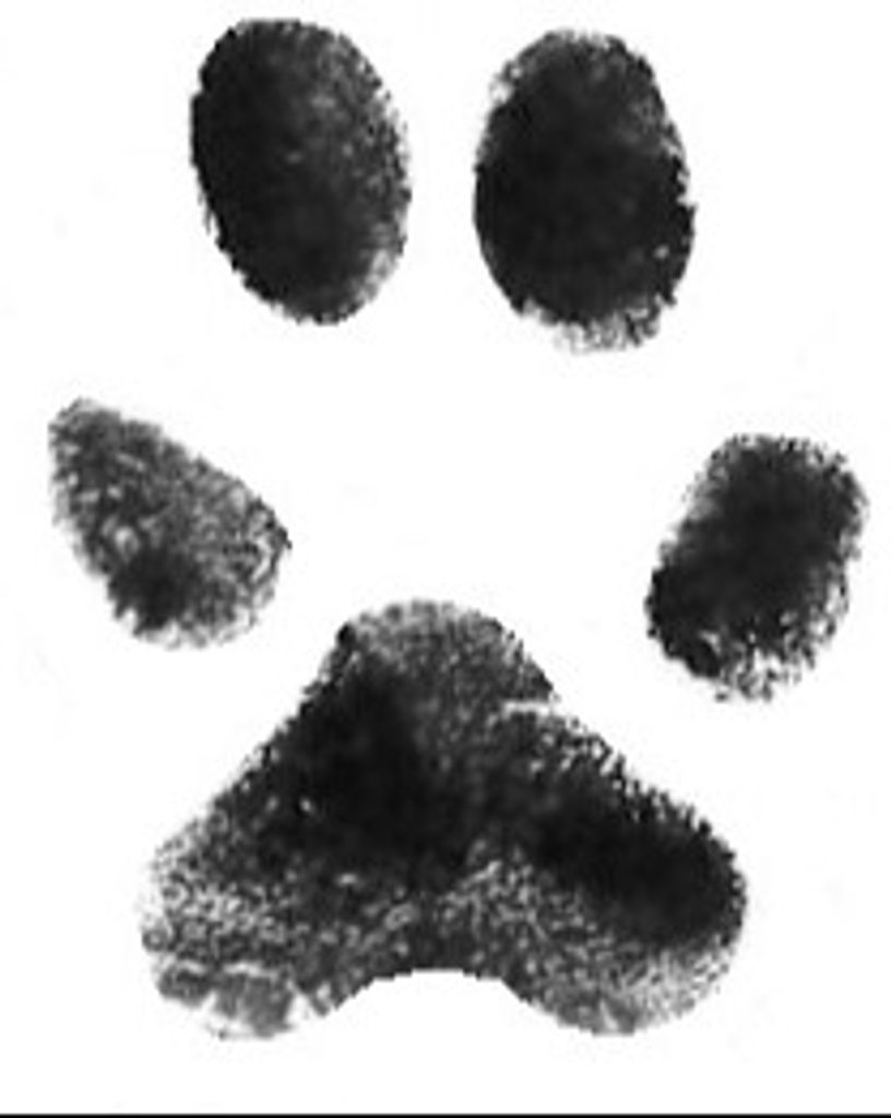 Panda Thackerson Profile Photo