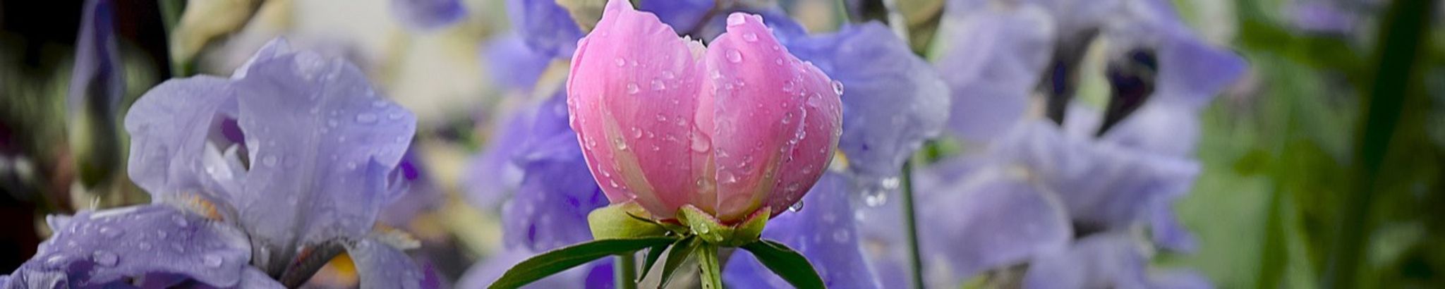 Cover for Ruthann “Ruth” Whelehan's Obituary