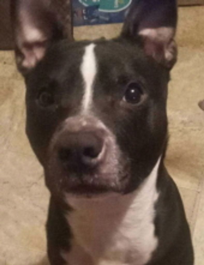 Smokie  Disharoon Profile Photo