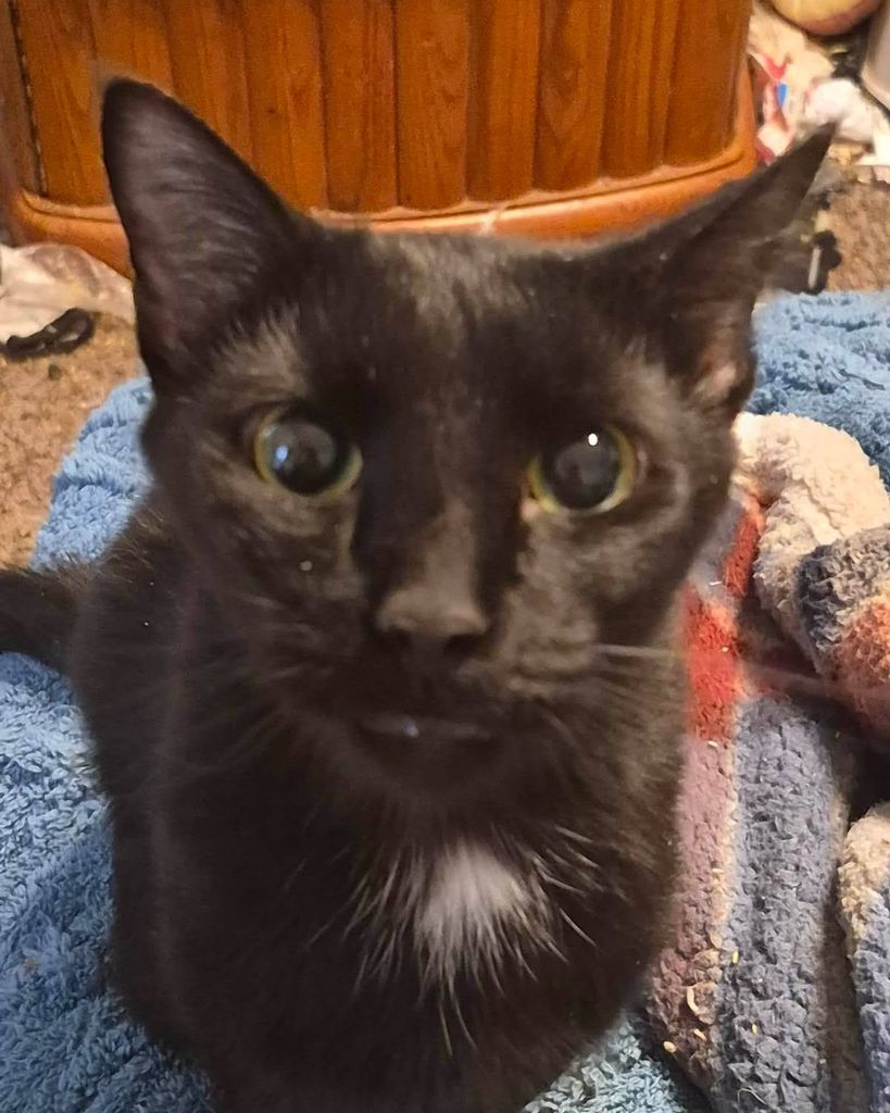 Dobby Buck Profile Photo