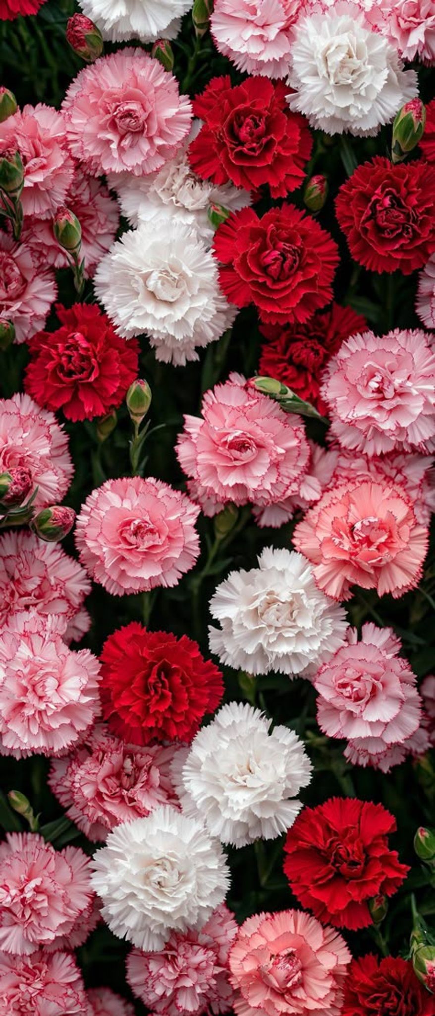 Cover for Loyda Roman's Obituary