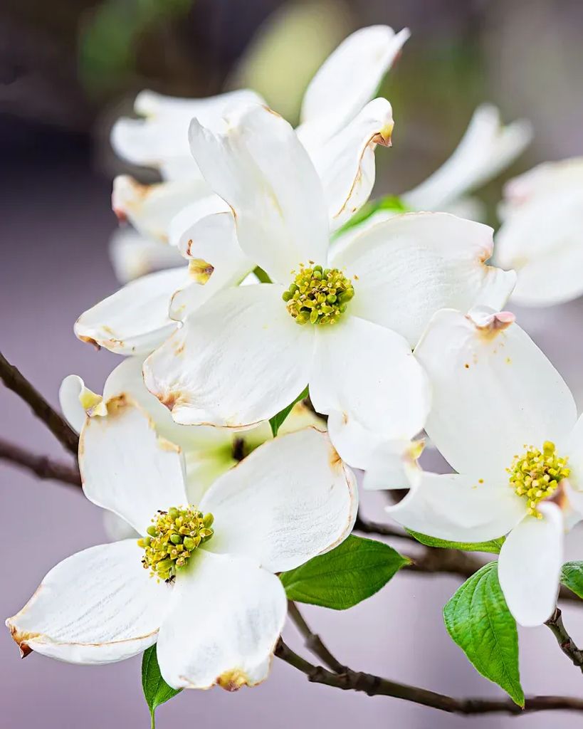 Brenda Ann (Britt) Armstrong Profile Photo