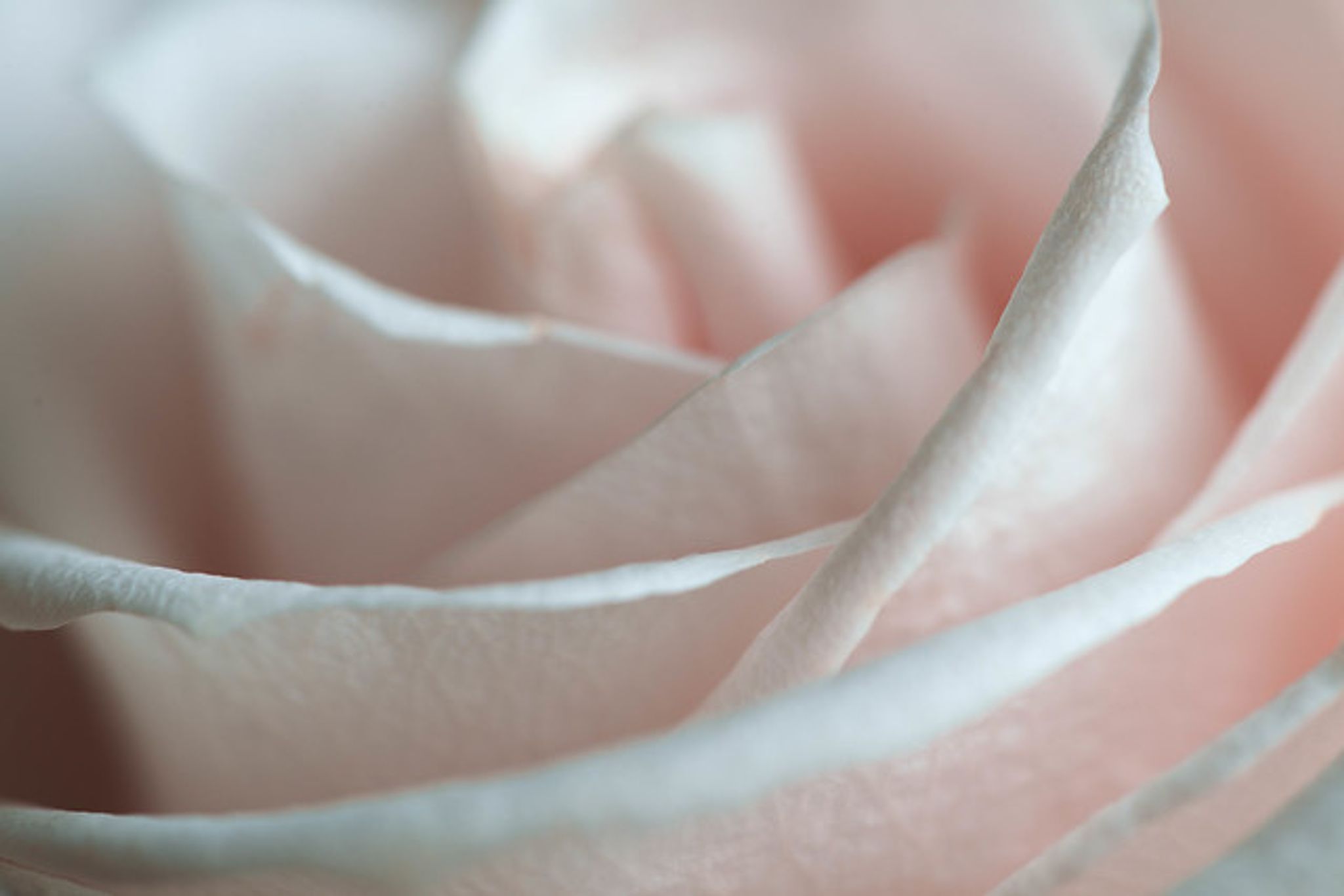 Cover photo for Elisa Luciani's Obituary