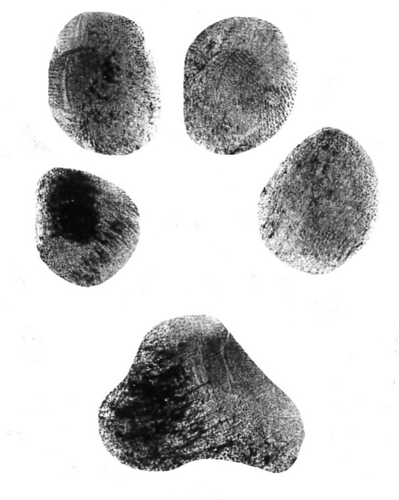 Grizzly Spesert Profile Photo