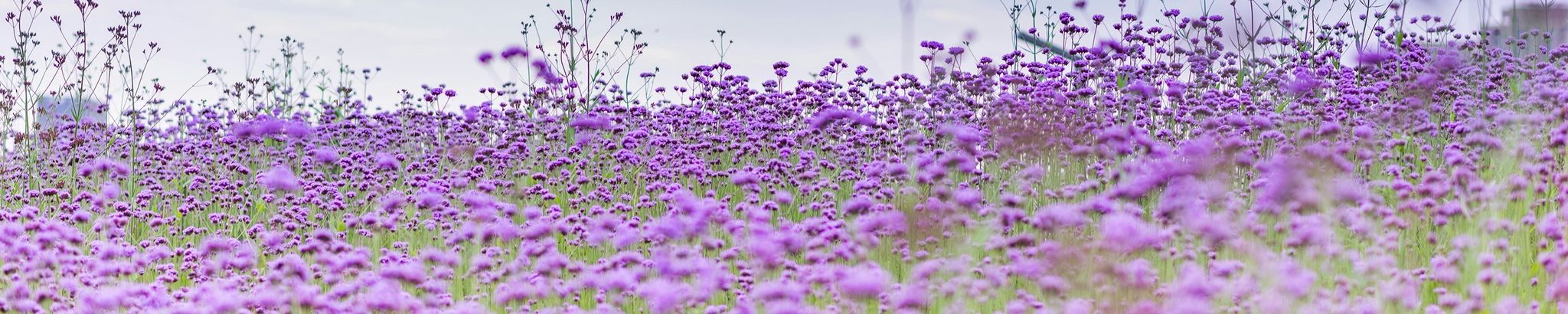 Cover for Louise Piekarski's Obituary