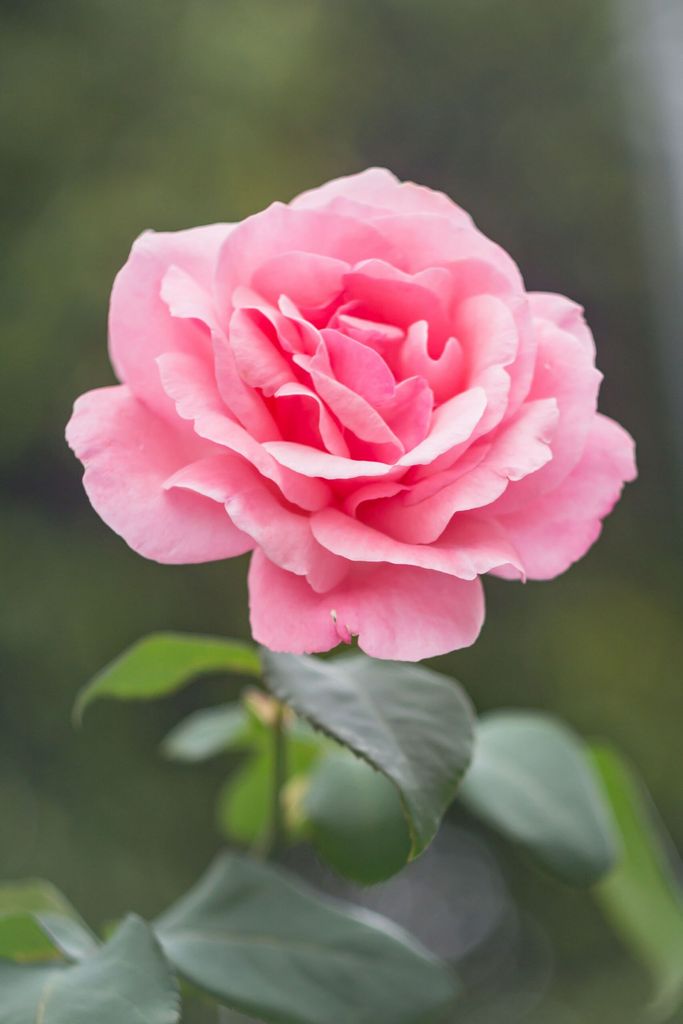 Shirley M. White