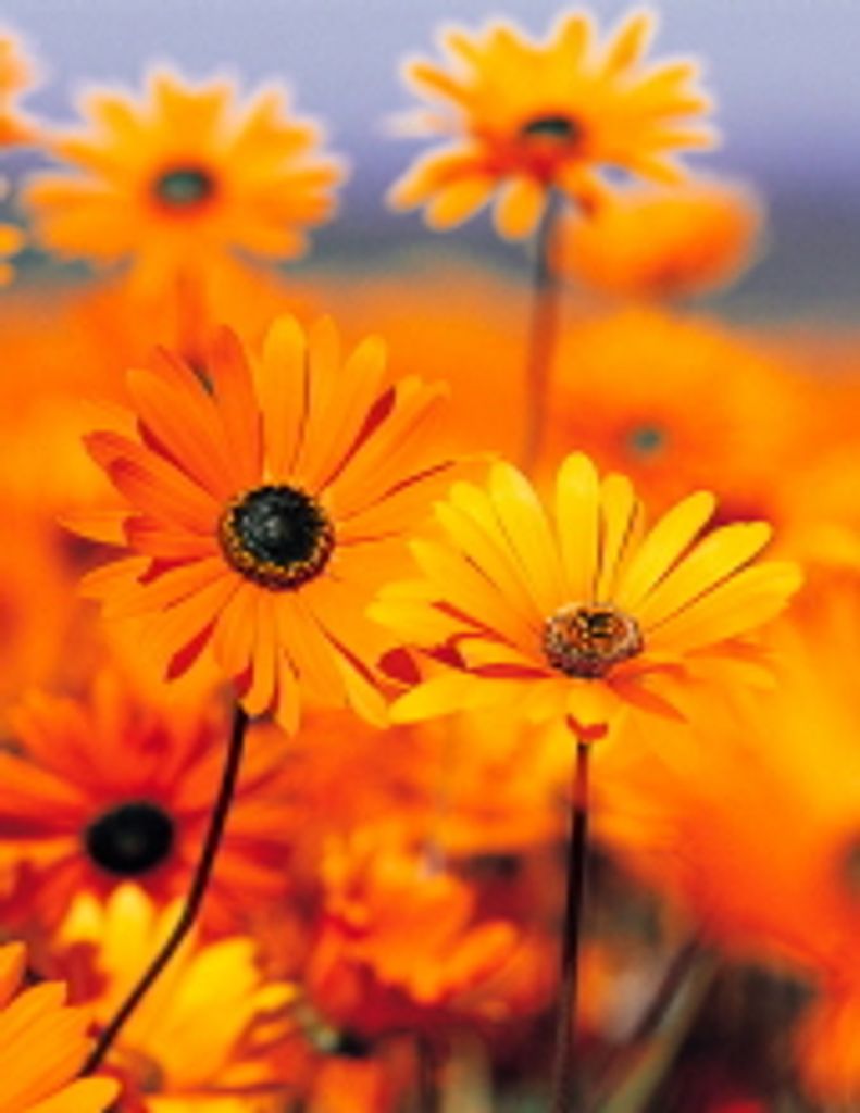 Alexis Raftakis Brock