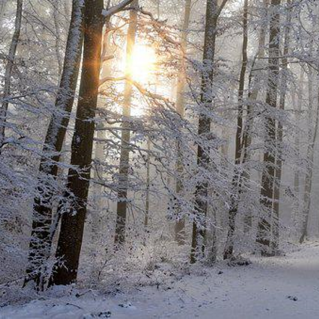 Paulette Cserny Profile Photo