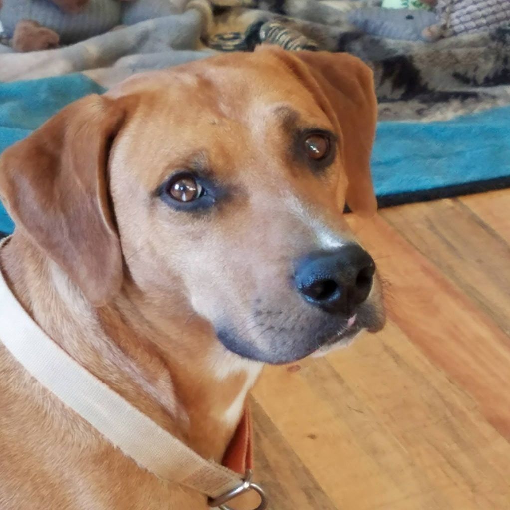 Cur Fur Profile Photo