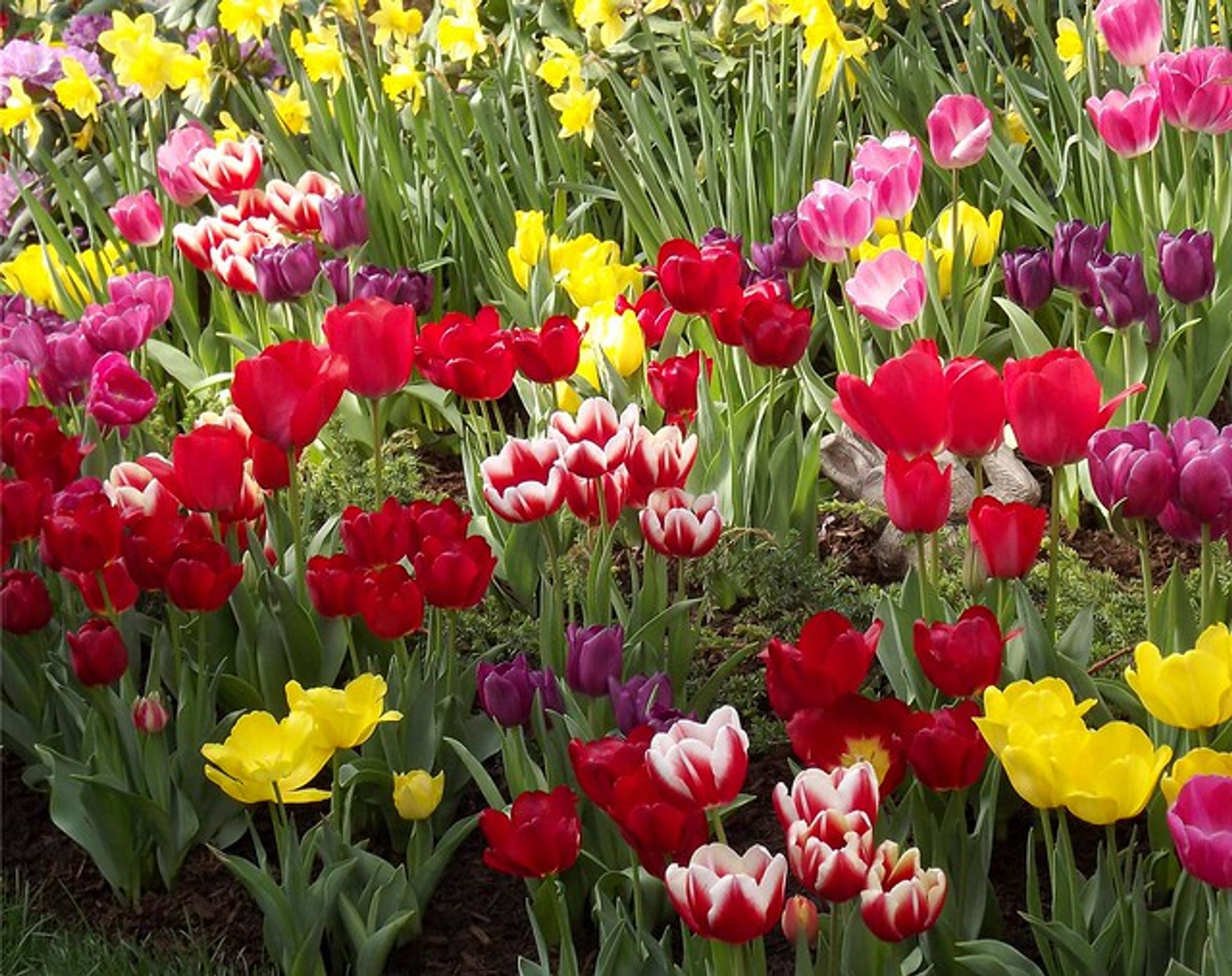 Cover for Heather Dawn DeShazer's Obituary