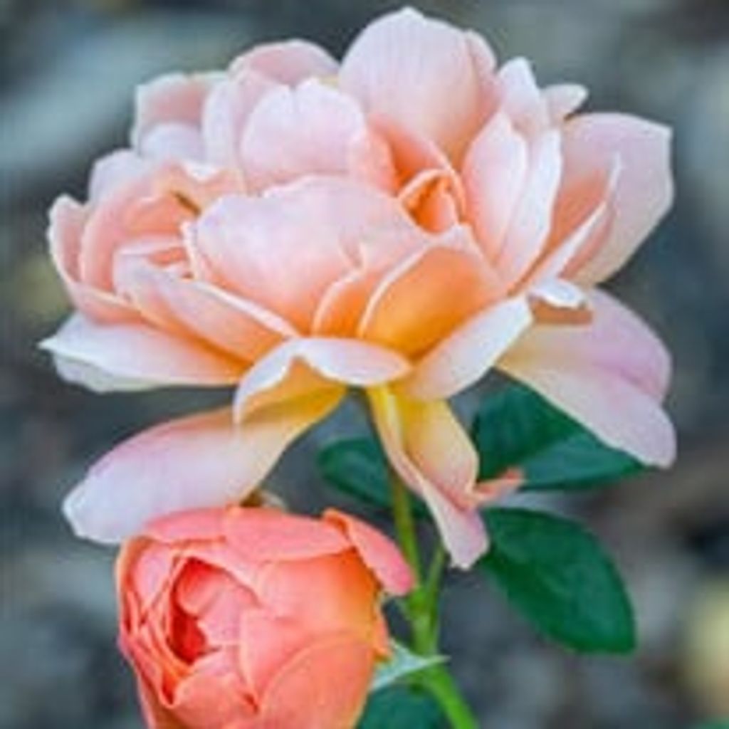 Judy Ann Baxter