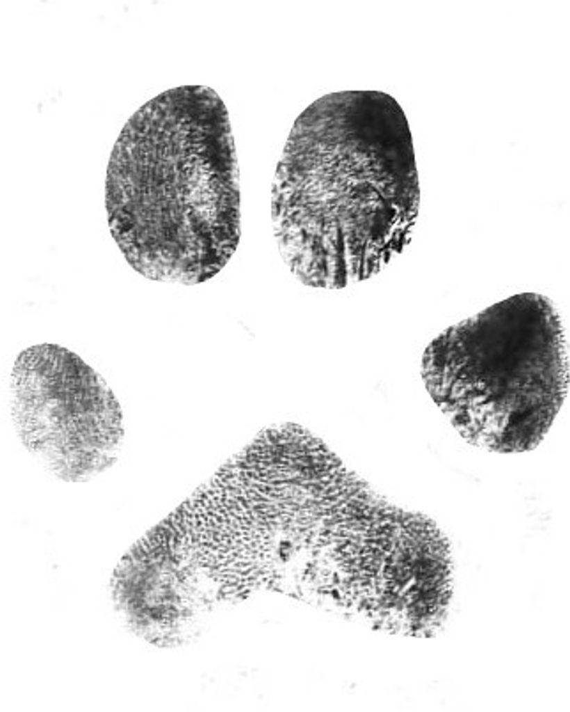 Bailey Townsend Profile Photo