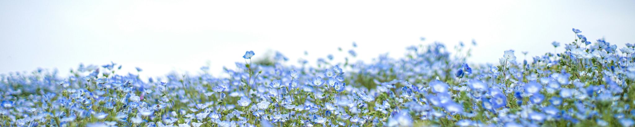 Cover photo for Carolene Jo Chapman's Obituary