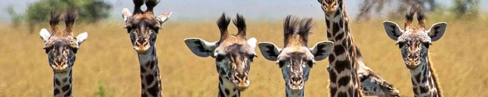 Cover for Phyllis June Merritt's Obituary