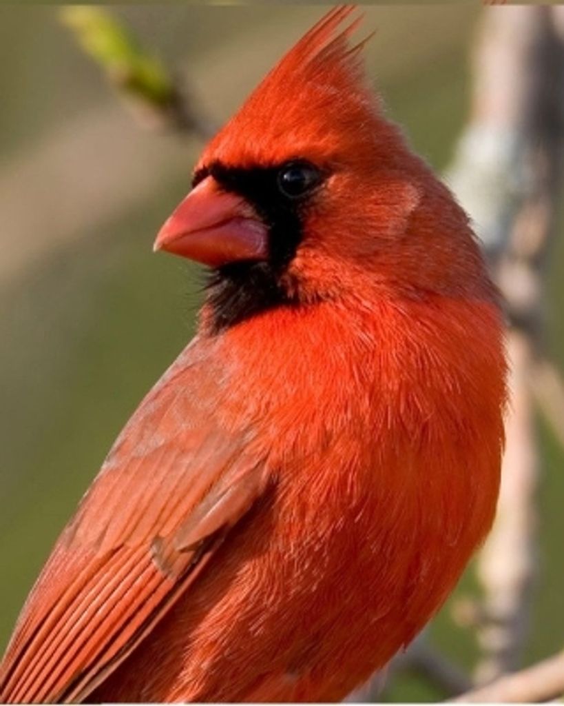 Virginia E. Ferranti Profile Photo