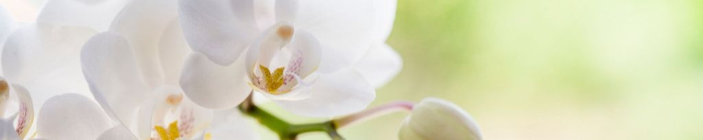 Cover photo for Jennifer Anne (Jones)  Trebilcock's Obituary