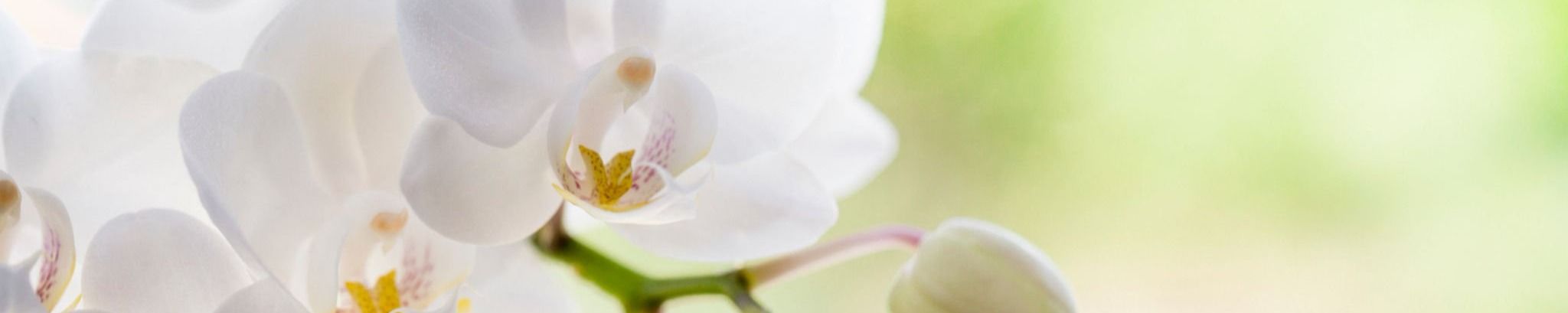 Cover for Jennifer Anne (Jones)  Trebilcock's Obituary