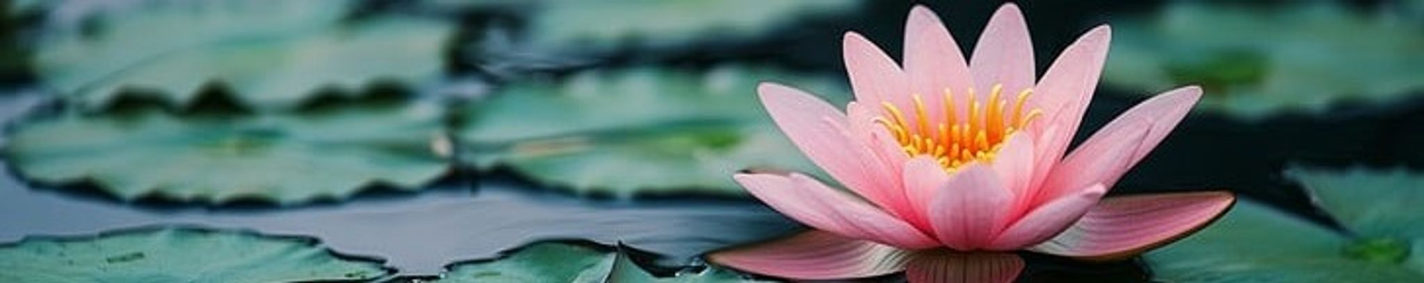 Cover for Ning Chen's Obituary