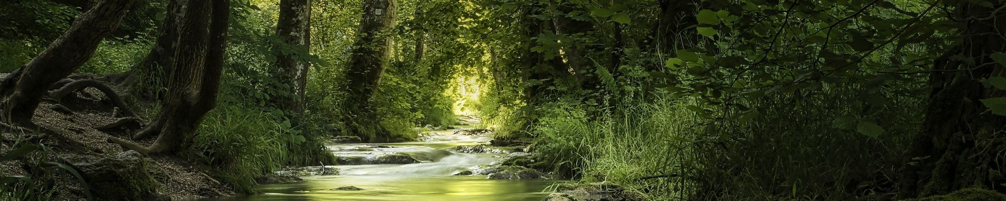 Cover for Shannon Wyatt Kokotkiewicz's Obituary