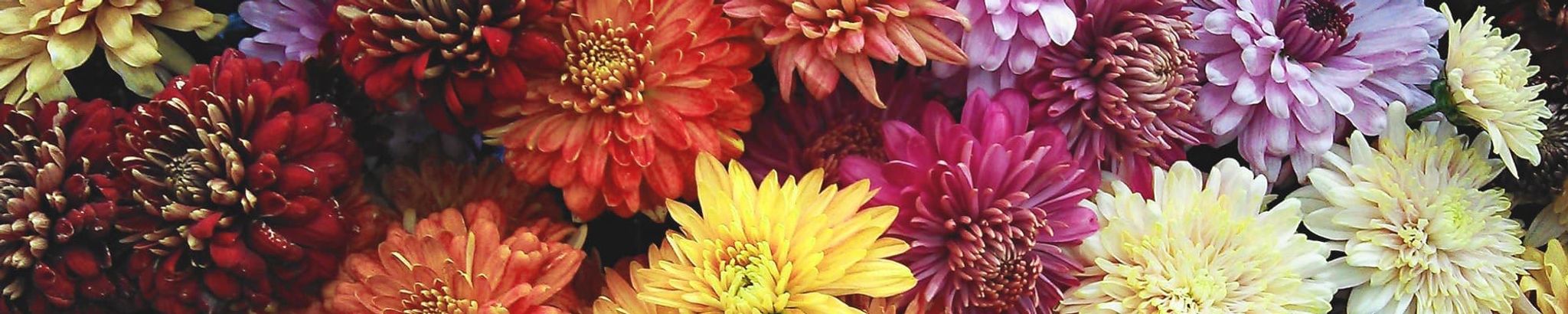 Cover photo for Sophia Park's Obituary