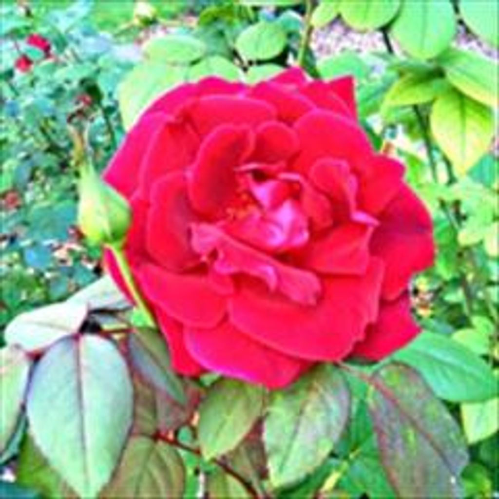 Carol Lynn Monlux Profile Photo