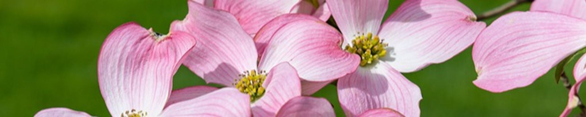 Cover photo for Lois Loretta Deitz's Obituary