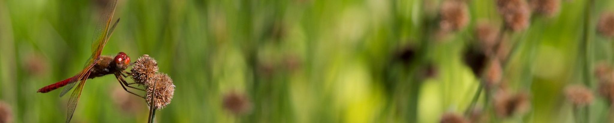 Cover for Richard Bryant Comer's Obituary