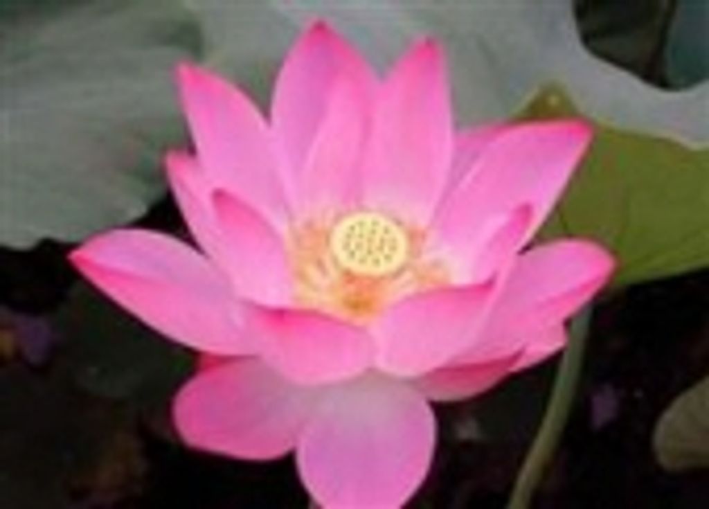 Lilly Q. Chin