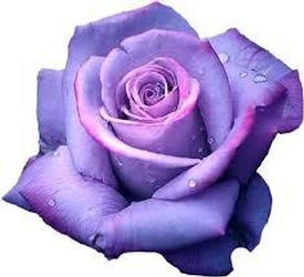 Theresa Stewart Profile Photo