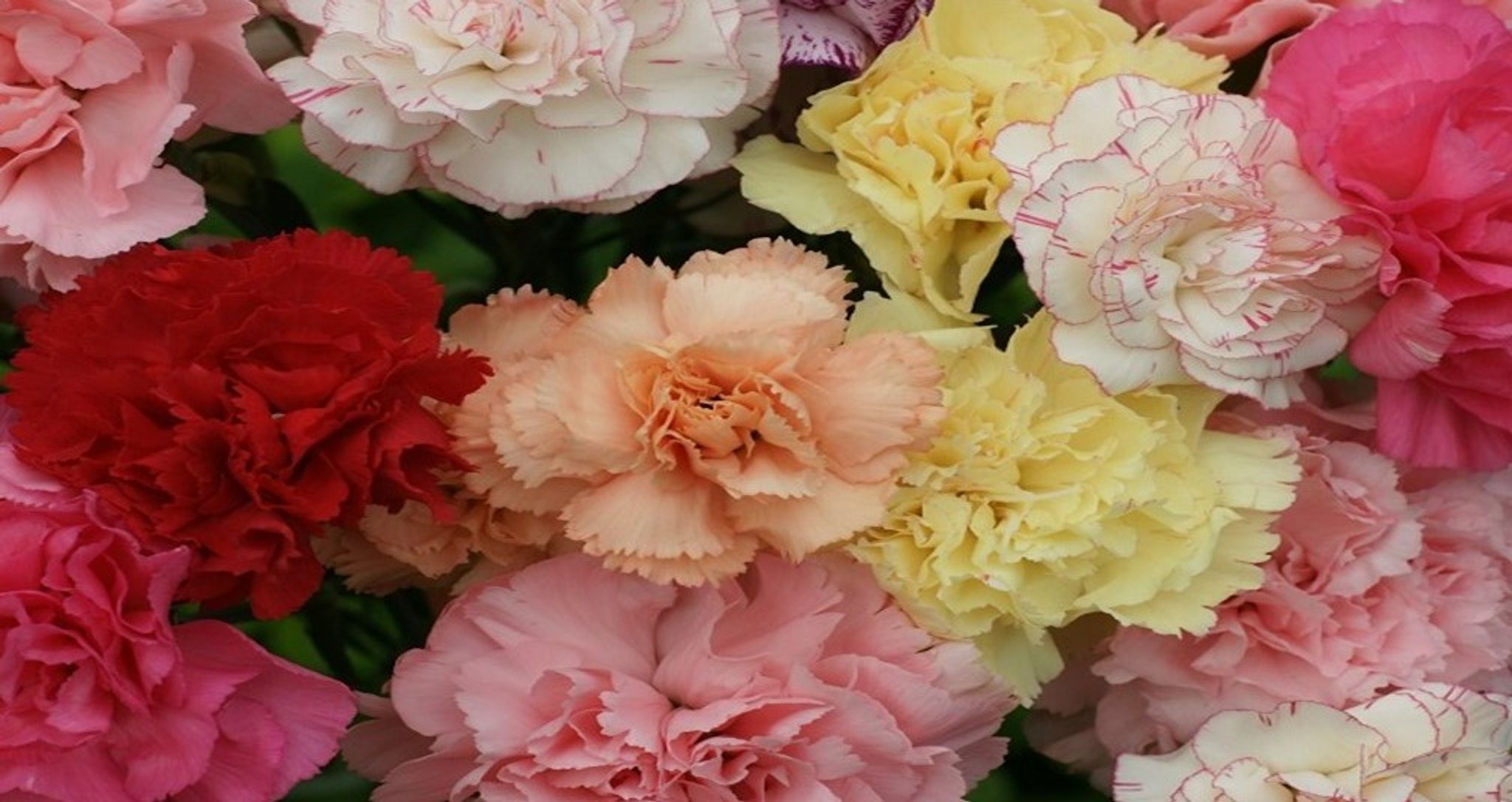 Cover photo for Emma Urena's Obituary