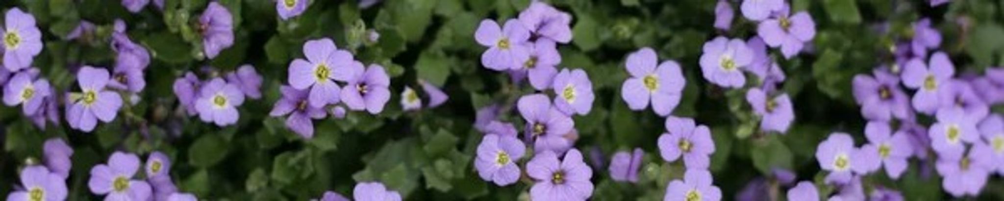 Cover for Violet Alma Jauregui's Obituary