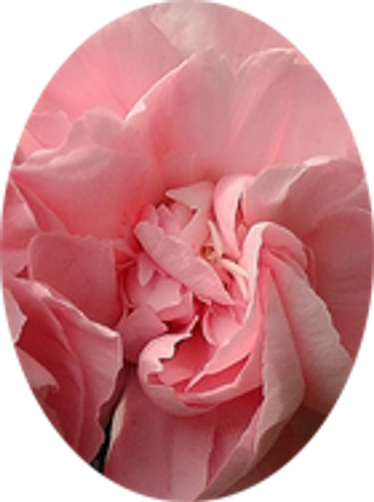 Lois Willson Profile Photo