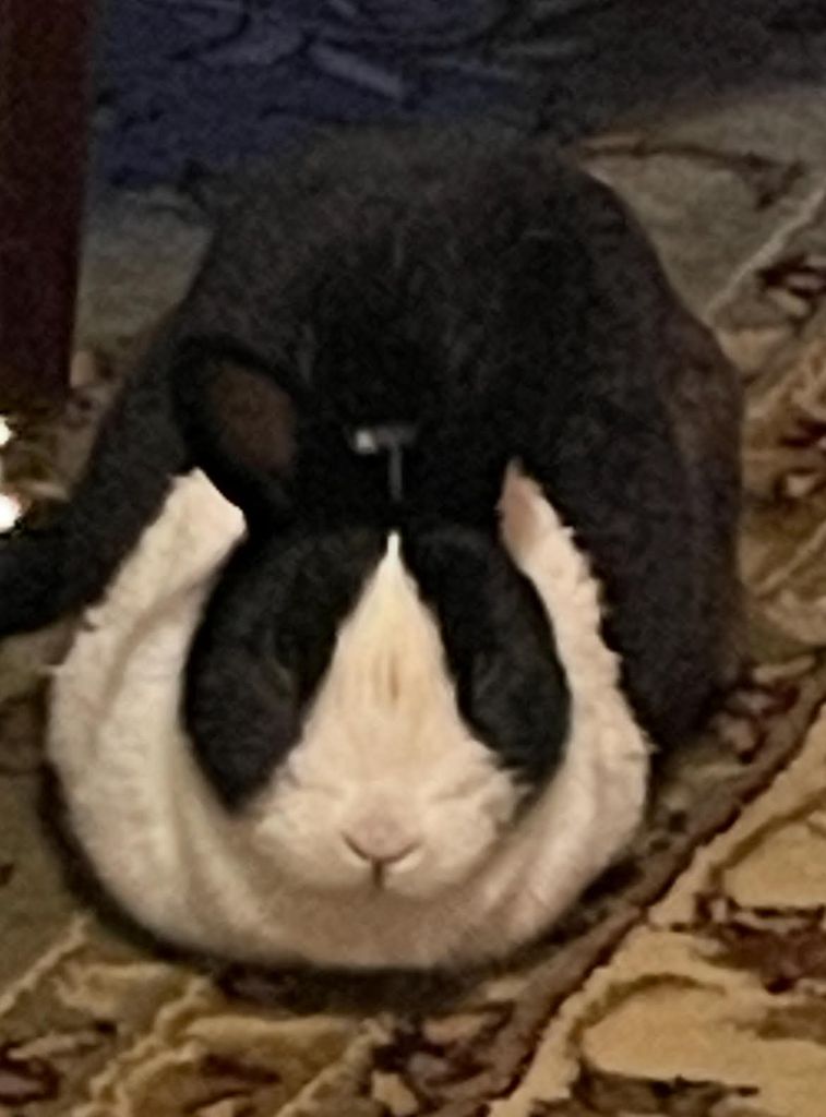 Mary Hoppins Profile Photo