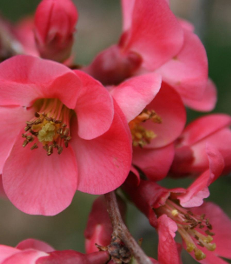 Maude Bivins Profile Photo