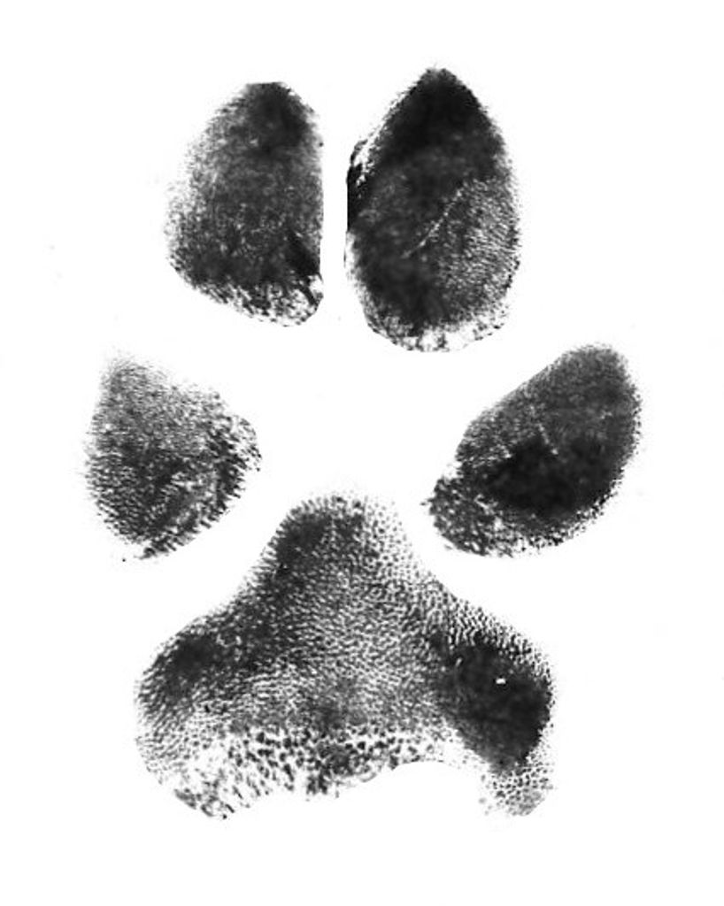 Momma Dog Penley Profile Photo