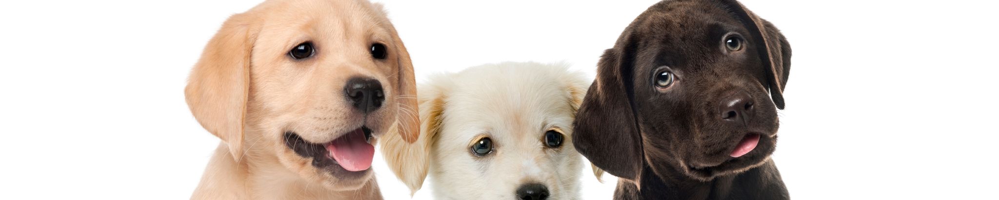 Cover for Carolyn R. Migdal's Obituary